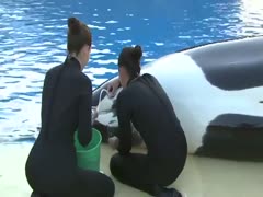 Insane zoophilia episode features workers at a Killer Whale exhibit engulfing juice from the animal 